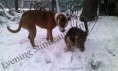 /album/babies/a2013-01-29-bengal-cat-staffordshire-terrier-in-the-snow-playing-2-jpg/